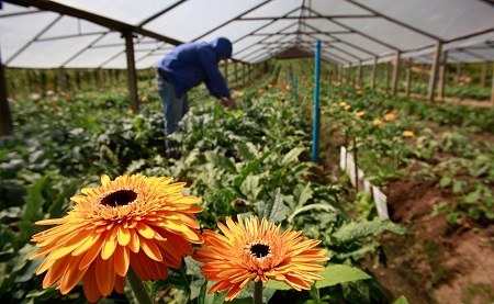 Produtores de Flores da Região Serrana terão atenção especial